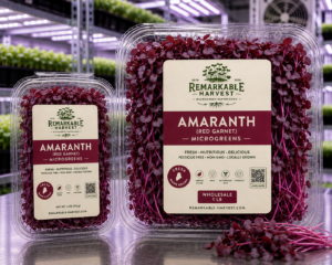 Amaranth (Red Garnet) Microgreens