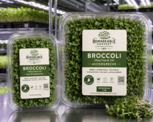 Broccoli (Waltham 29) Microgreens